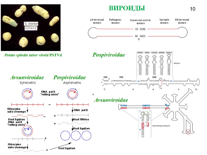 ВИРОИДЫ  Pospiviroidae Avsunviroidae Avsunviroidae Pospiviroidae 10 Potato spindle tuber viroid PSTVd